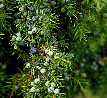Huile essentielle de CADE BIO - Juniperus Oxycedrus