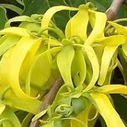 Huile essentielle Ylang Ylang - Sérénité, harmonie et sensualité - Huile Essentielle BIO – L’Exotisme Apaisant - 10ml