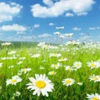 CAMOMILLE NOBLE - Huile essentielle  10 ml