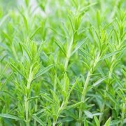 Huile essentielle d'ESTRAGON BIO - Artemisia Dracunlus
