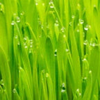 PALMAROSA BIO Huile essentielle - 10 ml