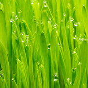 Huile Essentielle bio PALMAROSA - offrez à votre esprit et à votre intérieur une bouffée d’équilibre