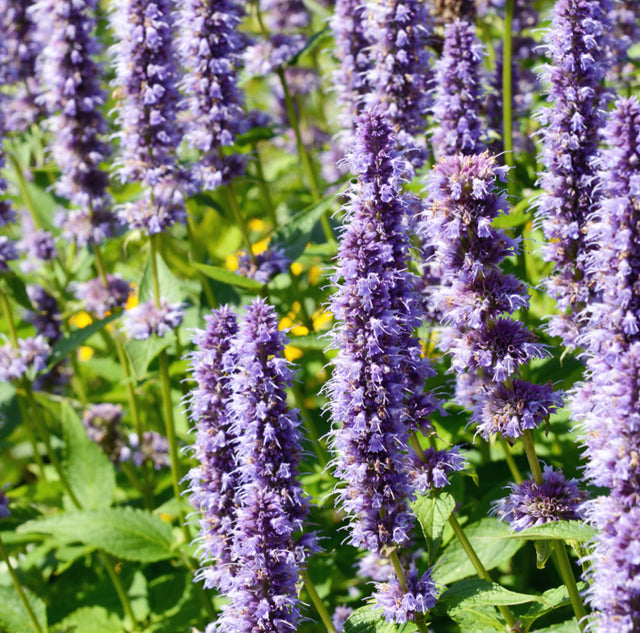 PATCHOULI Huile essentielle bio - 10ml -parfum envoûtant